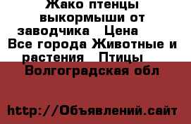 Жако птенцы выкормыши от заводчика › Цена ­ 1 - Все города Животные и растения » Птицы   . Волгоградская обл.